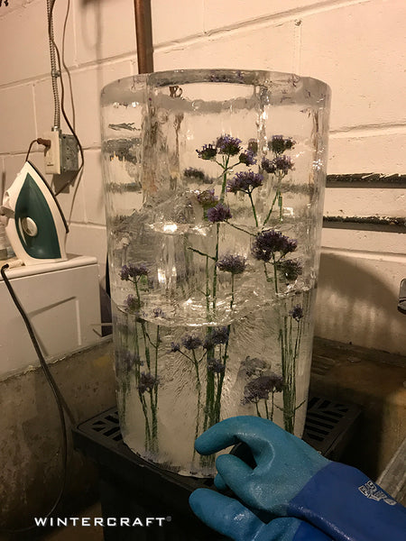 Purple vervain in an Bucket Ice Lantern Ice Wrangler Wintercraft