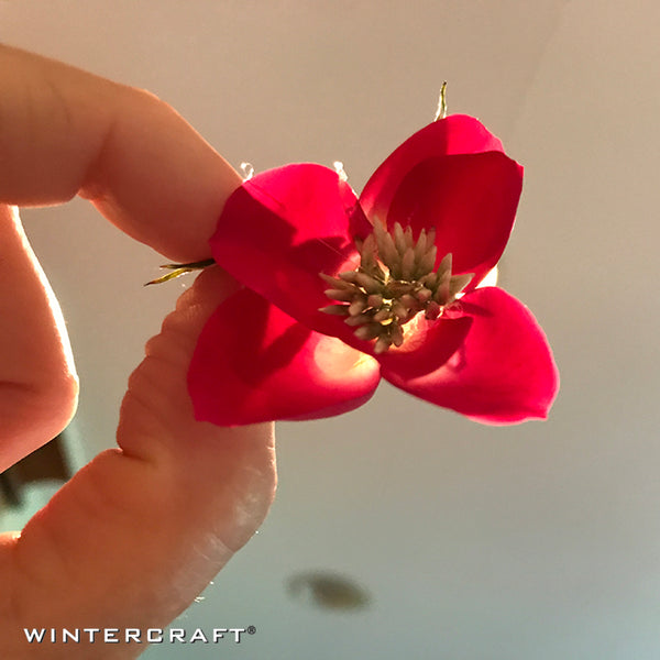 Assembled rose held in the light to show translucence 