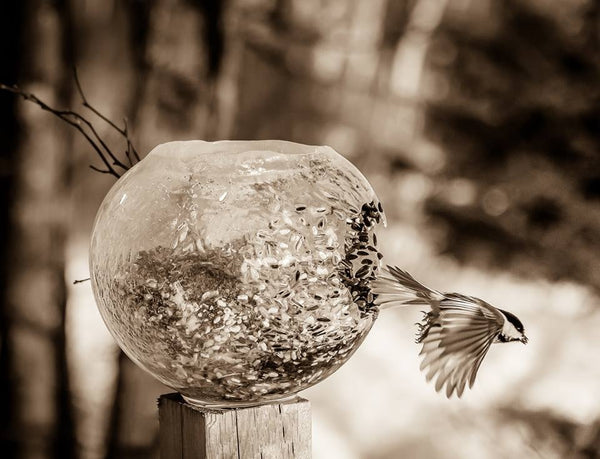 Wintercraft Photo Contest 2015 Grand Prize Winner is Gail Murton's photo of a bird leaving a Globe Ice Lantern bird feeder in the sun!