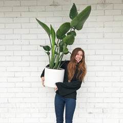 Wildflora Los Angeles florist Ventura Blvd Studio City California florist flower delivery bouquet floral arrangement wedding event special occasion shop store garden gifts house plant pot scholtz alexandra design lead