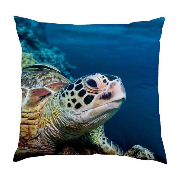 pillow turtle