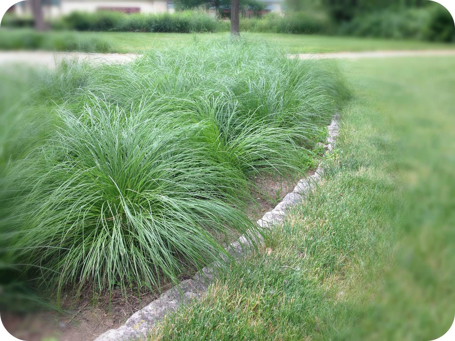 sedges lawn