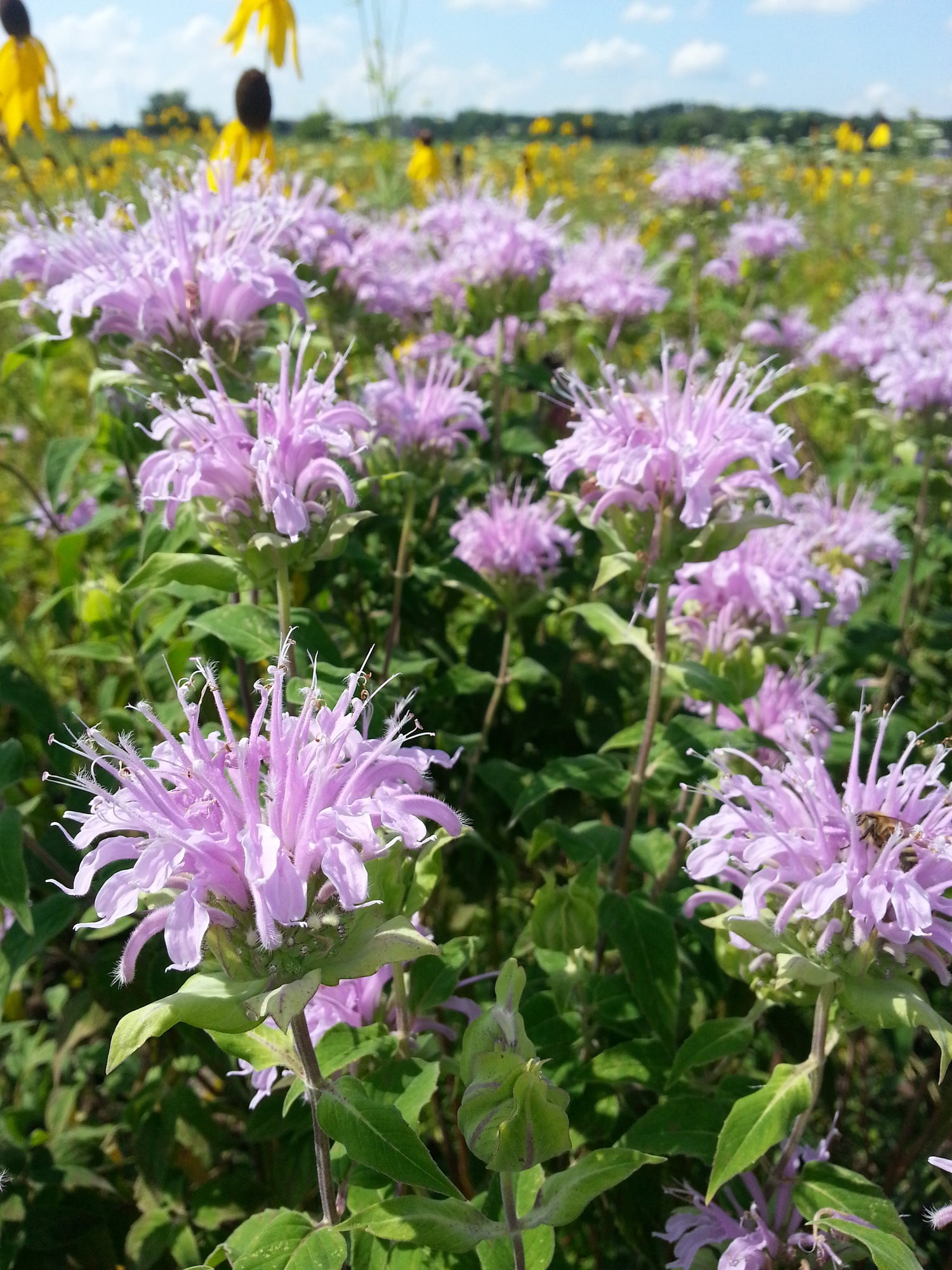 purple flowers in a field