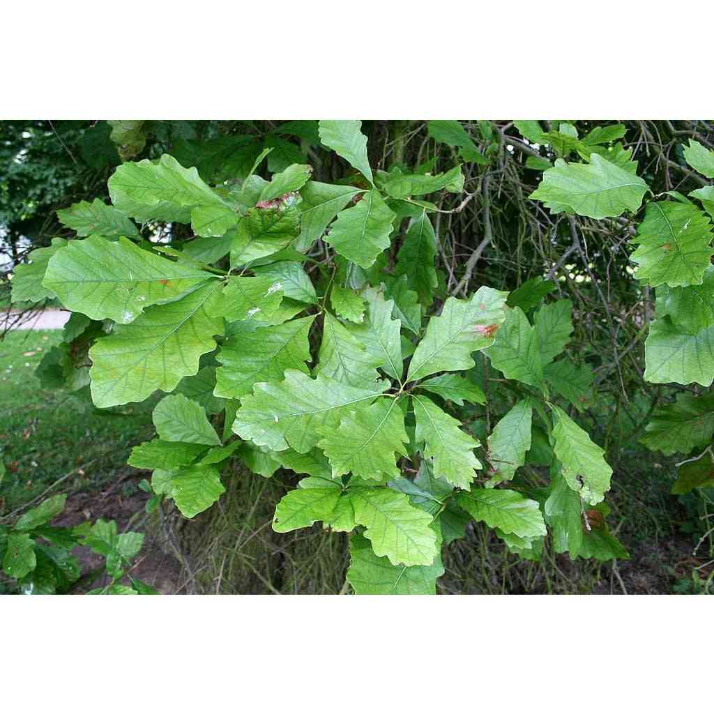 quercus bicolor twig