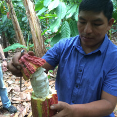 A cocoa farmer in the Fundopo co-operative, Dominican Republic