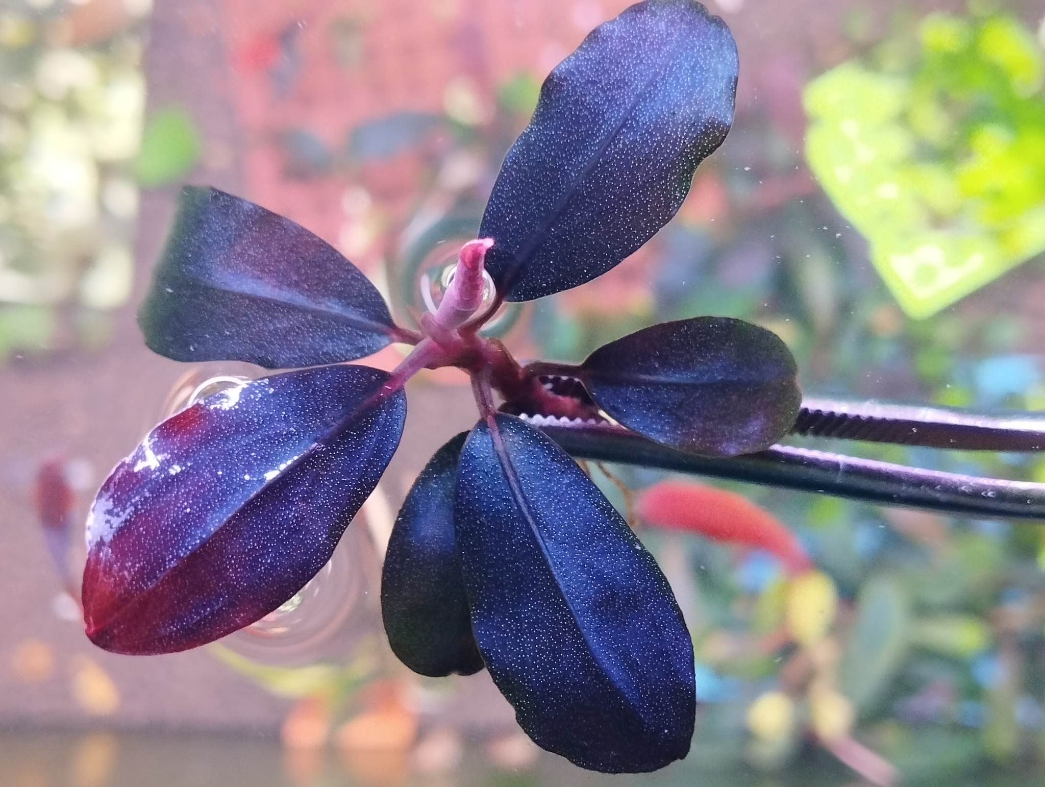 stijfheid Zeug Vriendin Bucephalandra "Purple Galaxy" – Hydrofyt