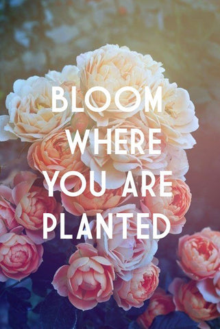Bloom where planted