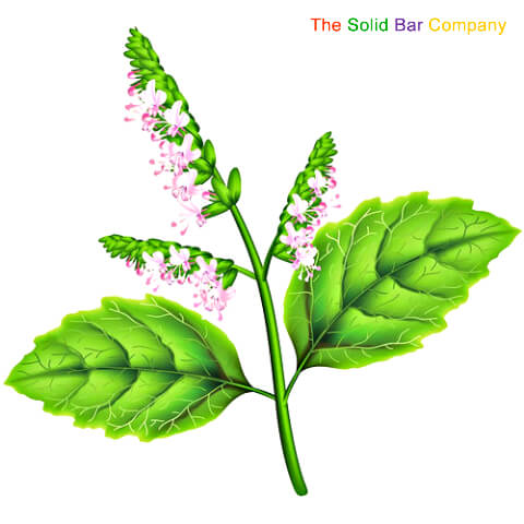 Patchouli flower at The Solid Bar Company