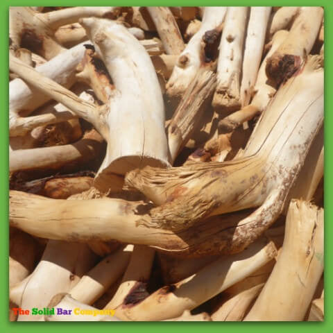 Image of freshly cut sandalwood