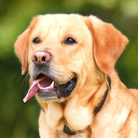 Golden Labrador