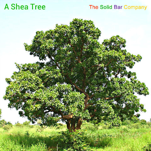 A shea tree