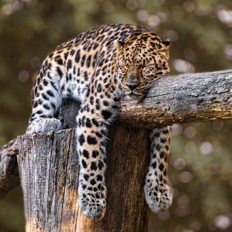 Leopard sleeping on a branch