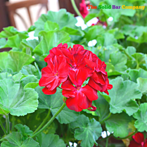 Geranium Plant