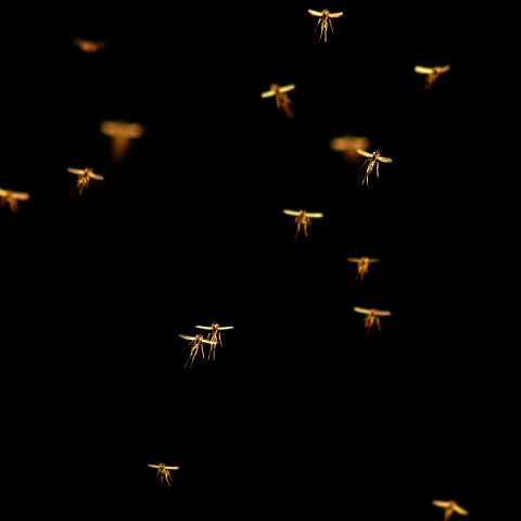 Mosquitoes in flight