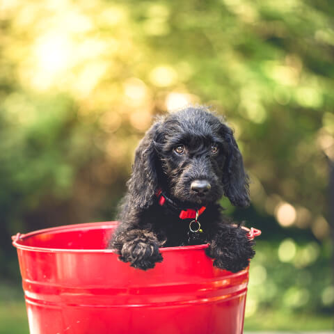 Small black dog in a bucket