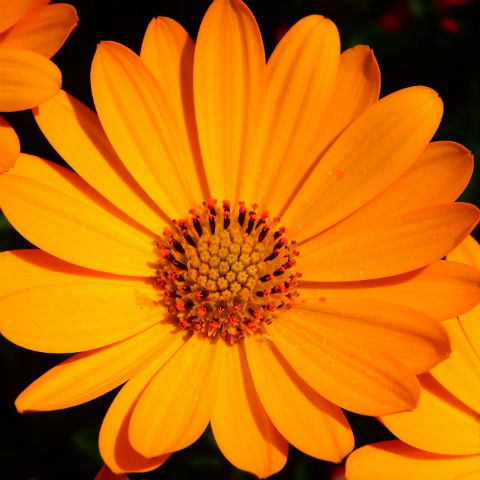 Image of Calendula or Marigold flower for Calendula Diaper Balm