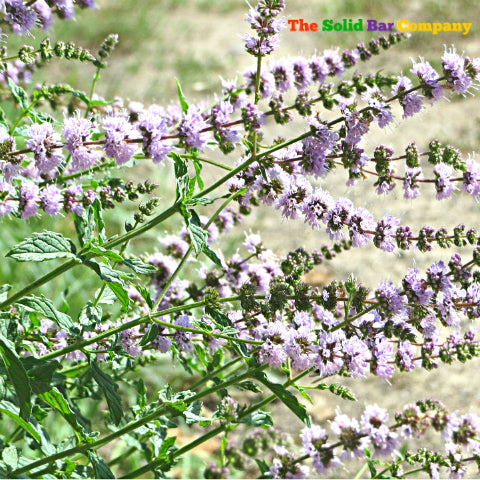 Spearmint Flower - mentha spicata