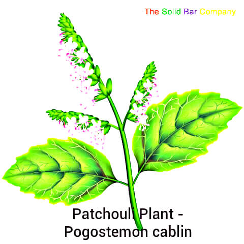 Patchouli Plant