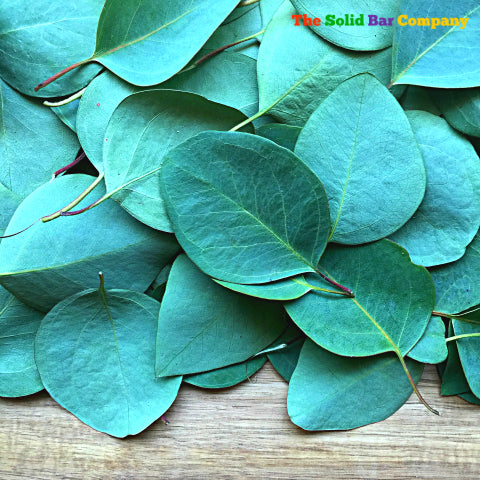 Eucalyptus leaves