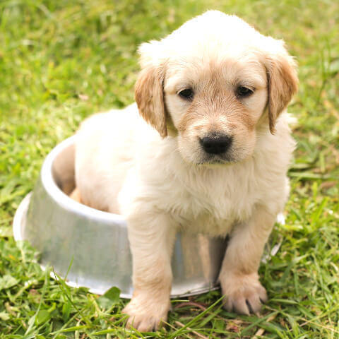 Puppy in a dog bowl