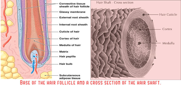 A hair follicle and cuticle diagram