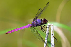 image of a dragonfly