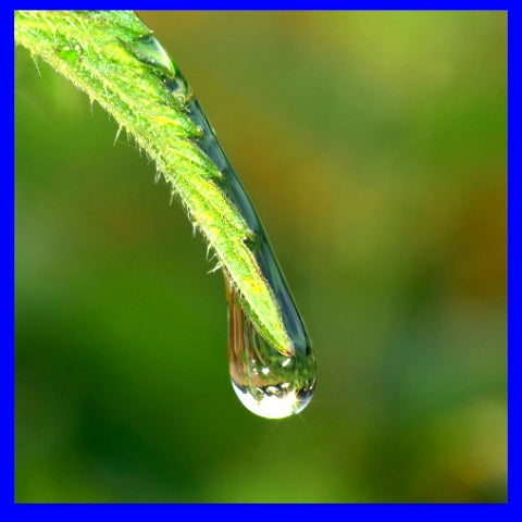 Water droplet on leaf - a rain drop