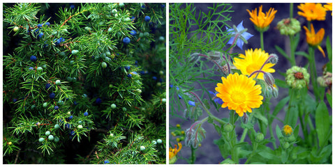 Juniper and Calendula flowers