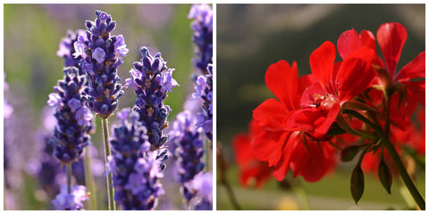 Lavender and Geranium flowers