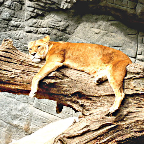 Resting lioness up a tree