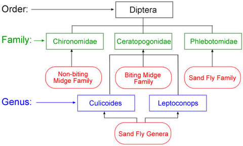 noseeum taxonomy chart