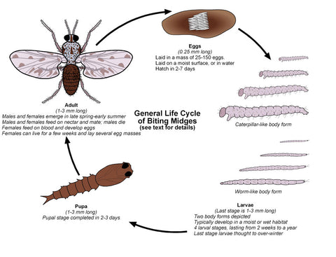 noseeum and biting midges life cycle