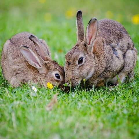 Image of two rabbits