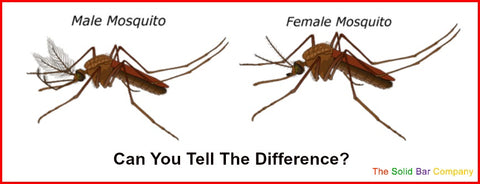 Image of male and female mosquitoes