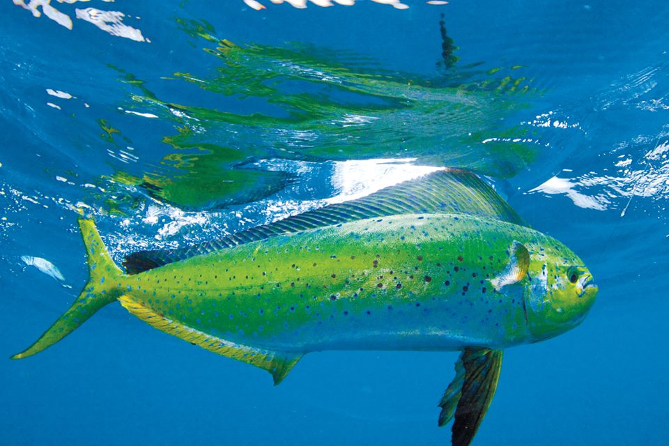 Mahi-Mahi with Flying Fish Fishing Shirts For Men featuring Dorado