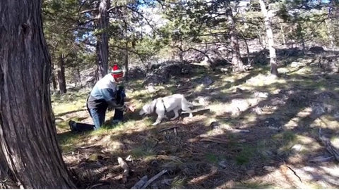 Dog Therapy with a Grill Mount and GoPro