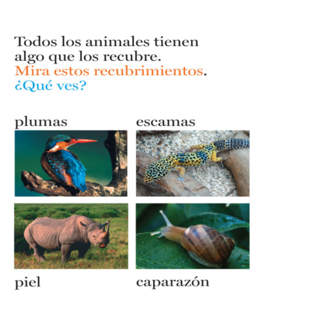 Pelos y más pelos