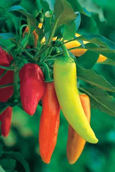 Pepper Hungarian Hot Wax Plants For Sale Streambank Gardens