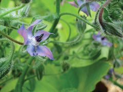 borage herb