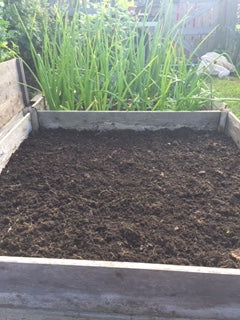 raised bed sown with buckwheat green manure
