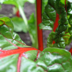 swiss chard bright lights vegetable seeds