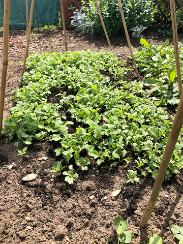 fodder radish green manure sandy soil