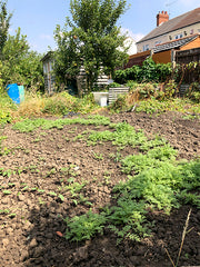 phacelia green manure