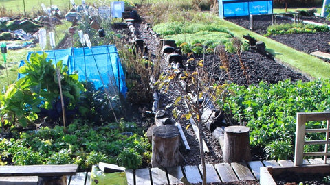 rekha garden & kitchen green manure