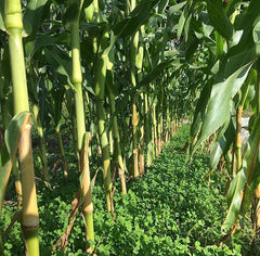 white clover green manure intersown with sweetcorn