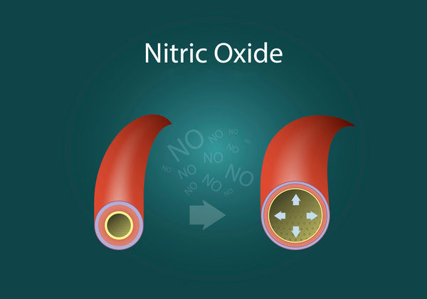 Nitric oxide dilates blood vessels