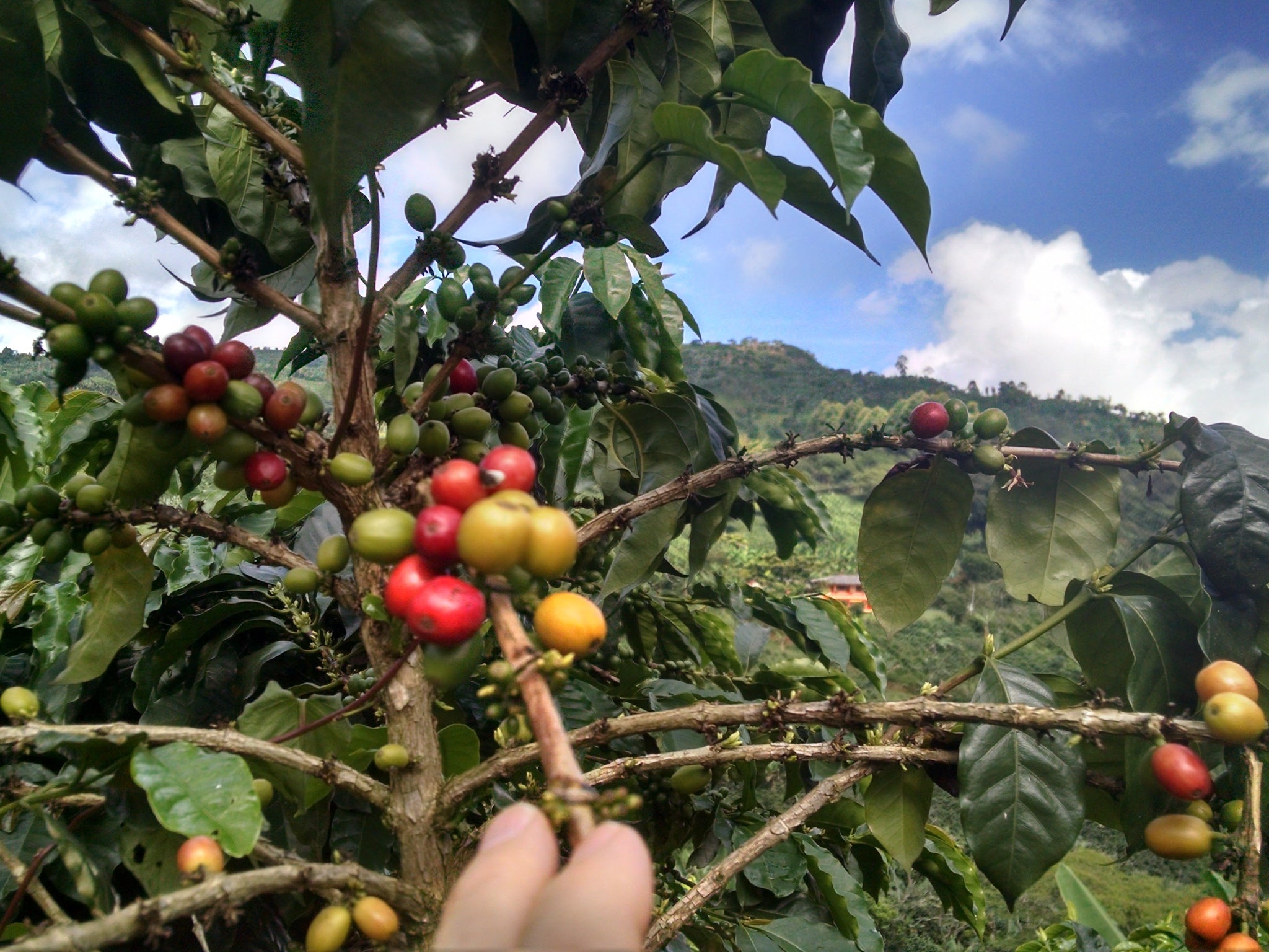 Costa Rica Coffee Berries