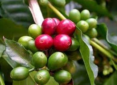 Unripe and ripe cherries mingle together. Unlike the flowering process, the cherries ripen slowly and not all at once.