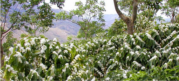 The Millions of Coffee Flowers Resemble a Shroud of Snow.  A Majestic Sight!