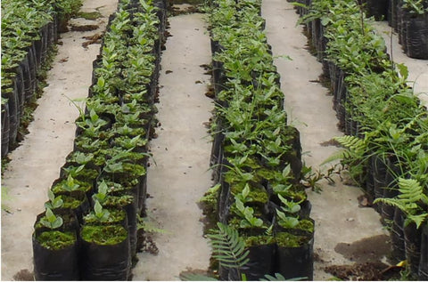 Rows and Rows of Young Arabica Trees Growing in the Protective Environment of Nurseries